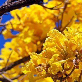 Tabebuia chrysotricha - Golden Trumpet Tree Seeds - Exotic Tree - Flat Ship Rate