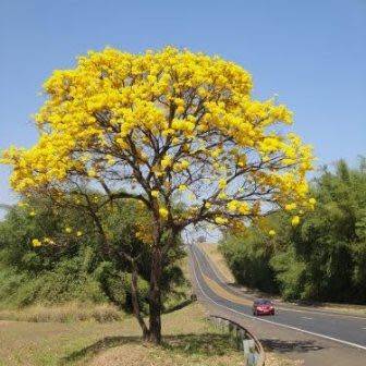 Tabebuia chrysotricha - Golden Trumpet Tree Seeds - Exotic Tree - Flat Ship Rate