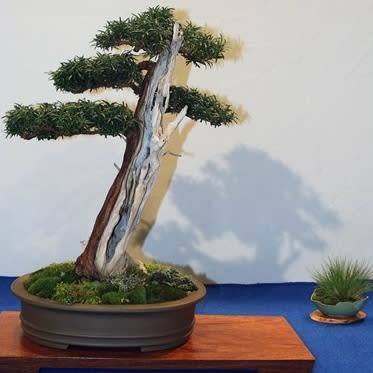 Taxus cuspidata capitata - Japanese Yew Bonsai - 5 Seeds + FREE Gifts Seeds + Bonsai eBook