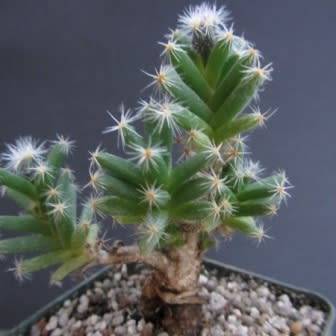 Trichodiadema densum - Desert Rose Seeds - Indigenous + FREE Bonsai eBook