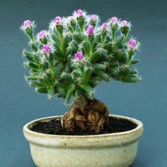 Trichodiadema densum - Desert Rose Seeds - Indigenous + FREE Bonsai eBook