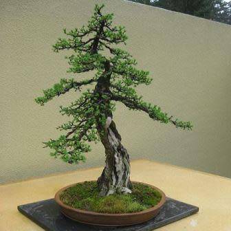 Tsuga mertensiana - Mountain Hemlock Bonsai Seeds + FREE Gifts Seeds + Bonsai eBook
