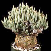 Tylecodon pearsonii Seeds - Namibian Caudiciform Succulent Natural Bonsai - Combined Global Shipping