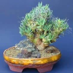 Tylecodon reticulatus Seeds - South African Indigenous Natural Bonsai + Growing Bonsai EBook