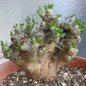 Tylecodon reticulatus Seeds - South African Indigenous Natural Bonsai + Growing Bonsai EBook