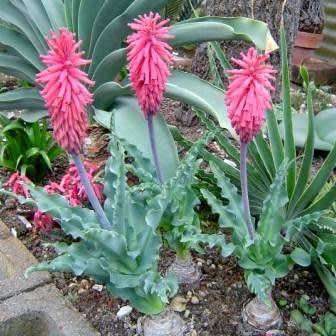 5 Veltheimia capensis Seeds - Indigenous Endemic Perennial Bulb - Combined Global Shipping