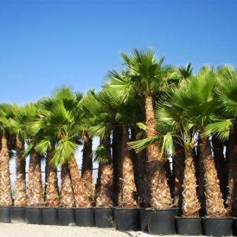 Mexican Fan Palm Tree, Washingtonia robusta - 5 Seed Pack - Exotic Frost Hardy Evergreen
