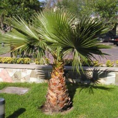 Mexican Fan Palm Tree, Washingtonia robusta - 5 Seed Pack - Exotic Frost Hardy Evergreen