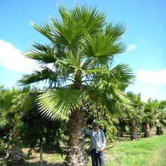 Mexican Fan Palm Tree, Washingtonia robusta - 5 Seed Pack - Exotic Frost Hardy Evergreen