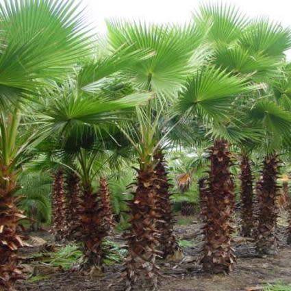 Mexican Fan Palm Tree, Washingtonia robusta - 5 Seed Pack - Exotic Frost Hardy Evergreen