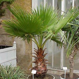 Mexican Fan Palm Tree, Washingtonia robusta - 5 Seed Pack - Exotic Frost Hardy Evergreen