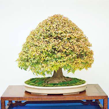 Zelkova serrata - Japanese Zelkova Bonsai - 5 Seeds + FREE Gifts Seeds + Bonsai eBook