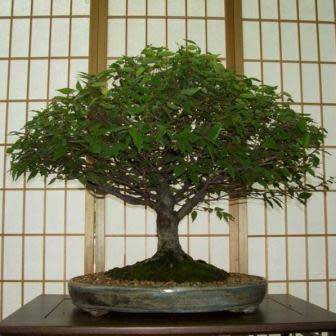 Zelkova serrata - Japanese Zelkova Bonsai - 5 Seeds + FREE Gifts Seeds + Bonsai eBook