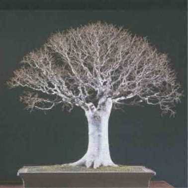 Zelkova serrata - Japanese Zelkova Bonsai - 5 Seeds + FREE Gifts Seeds + Bonsai eBook