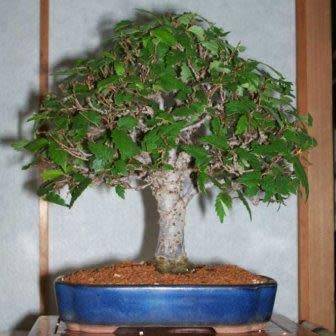 Zelkova serrata - Japanese Zelkova Bonsai - 5 Seeds + FREE Gifts Seeds + Bonsai eBook