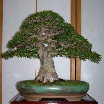 Zelkova serrata - Japanese Zelkova Bonsai - 5 Seeds + FREE Gifts Seeds + Bonsai eBook