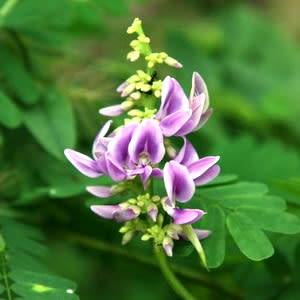 Abrus precatorius - 5 Seed Pack - Indigenous Perennial Medicinal Climber - Flat Ship Rate