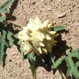 5 Acanthosicyos naudinianus Seeds - Indigenous Perennial Edible Fruit Climber - Combined Ship Rate