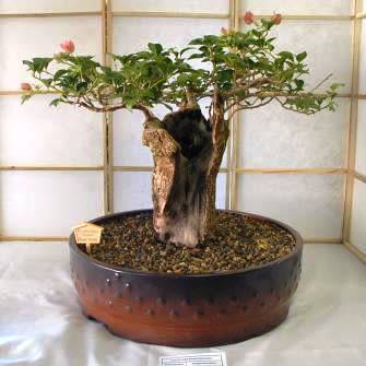 Adansonia digitata - African Baobab - 10 Seeds + FREE Gifts Seeds + Bonsai eBook