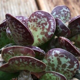 Adromischus maculatus Seeds - South African Indigenous Succulent - Combined Global Shipping