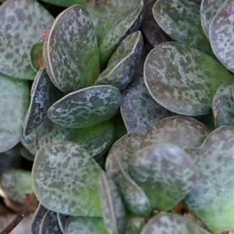Adromischus maculatus Seeds - South African Indigenous Succulent - Combined Global Shipping