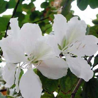 3 Bauhinia variegata var. candida Seeds - White Orchid Tree - Insured Flat Ship Rate