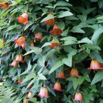 5 Canarina canariensis Seeds - Beautiful Canary Bell-flower Perennial Flowering Climber Vine