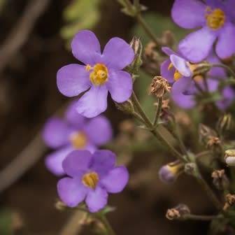 Chaenostoma glabratum Seeds - South African Endemic Shrub - Combined Global Shipping