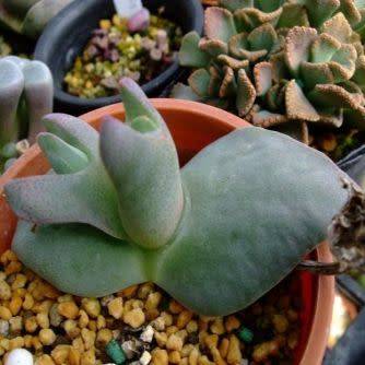 Cheiridopsis peculiaris Seeds - Indigenous Succulent Mesemb -Combined Global Shipping