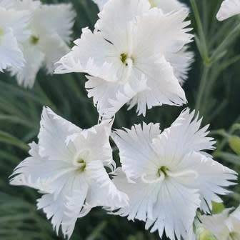 5 Dianthus bolusii Seeds - Bergangelier - Indigenous South African Endemic Perennial Flower