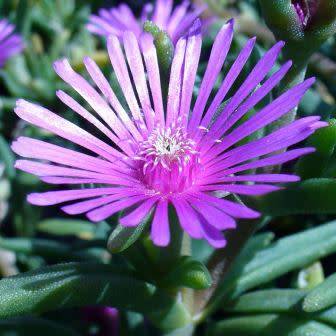 Delosperma lydenburgense Seeds - Indigenous South African Endemic Psychoactive Succulent