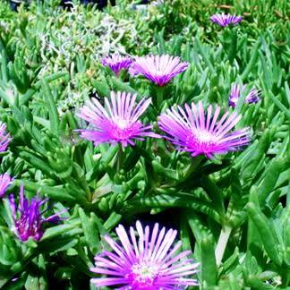 Delosperma lydenburgense Seeds - Indigenous South African Endemic Psychoactive Succulent