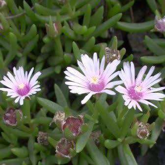 Delosperma macrostigma Seeds - Indigenous South African Endemic Psychoactive Succulent