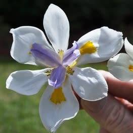 Dietes grandiflora x iridioides - Natural Hybrid Seeds - South African Indigenous Perennial Bulb