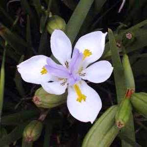 Dietes grandiflora x iridioides - Natural Hybrid Seeds - South African Indigenous Perennial Bulb