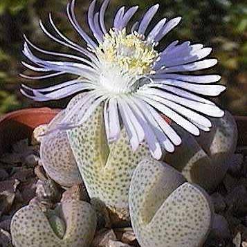 10+ Dinteranthus puberulus Seeds - Indigenous South African Mesemb Succulent - Flat Ship Rates