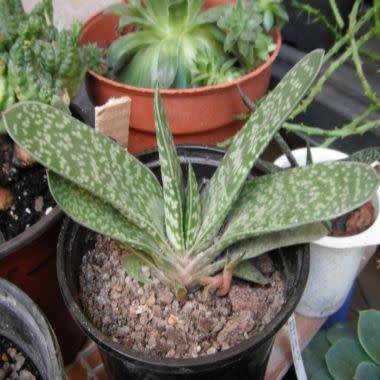 Gasteria bicolor var. bicolor Seeds - Indigenous South African Endemic Succulent - Combined Shipping