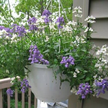 Nemesia fruticans Seeds - South African Indigenous Annual - Seeds from Africa - Combined Shipping