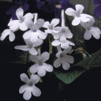 Streptocarpus Mixed Hybrids Seeds - Indigenous South African Endemic Perennial Houseplant