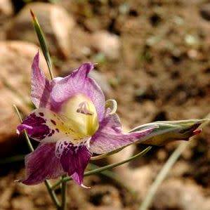Gladiolus inflexus Seeds - Indigenous South African Endemic Perennial Bulb Seeds from Africa