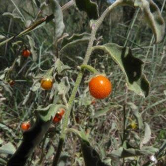 5 Solanum catombelense Seeds - Indigenous South African Perennial Edible Fruit Shrub