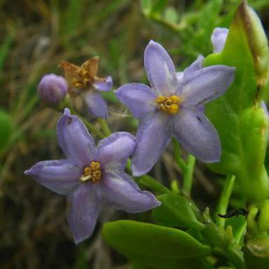 5 Solanum africanum Drunken Berry Seeds Indigenous South African Endemic Hardy Perennial Shrub Vine