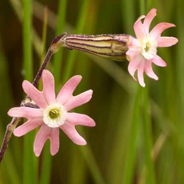 5 Gunpowder Plant - Silene burchellii Seeds - Endemic South African Indigenous Perennial - Semillas