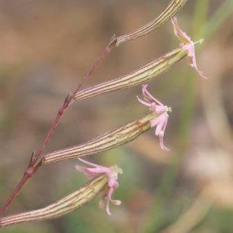5 Gunpowder Plant - Silene burchellii Seeds - Endemic South African Indigenous Perennial - Semillas