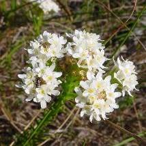 Pseudoselago spuria Seeds - Indigenous South African Endemic Perennial Shrub Seeds From Africa