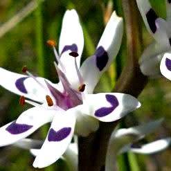 Wurmbea elatior Seeds - Pepper-and-Salt flower - Indigenous South African Native Perennial Bulb