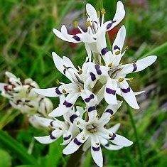 Wurmbea elatior Seeds - Pepper-and-Salt flower - Indigenous South African Native Perennial Bulb