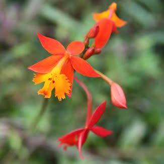 Epidendrum radicans Seeds - Perennial Fire-star Orchid - Combined Ship Rates