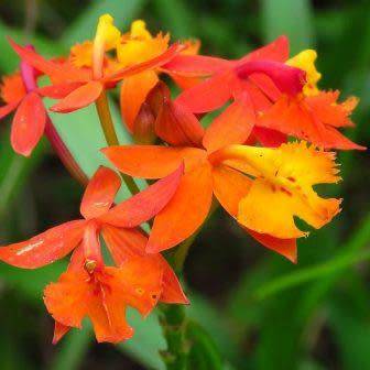 Epidendrum radicans Seeds - Perennial Fire-star Orchid - Combined Ship Rates