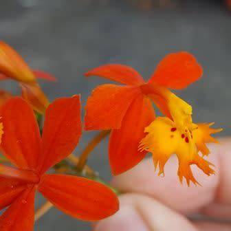 Epidendrum radicans Seeds - Perennial Fire-star Orchid - Combined Ship Rates